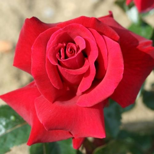 E-commerce, vendita, rose, in, vaso rose ibridi di tea - rosso - Rosa Thinking of You™ - rosa dal profumo discreto - Gareth Fryer - ,-